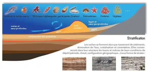 Sédimentation et roche calcaire